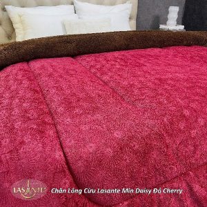 Chăn lông cừu Lasante Min Daisy - Họa tiết hoa cúc nhẹ nhàng 11 chăn lông cừu Min